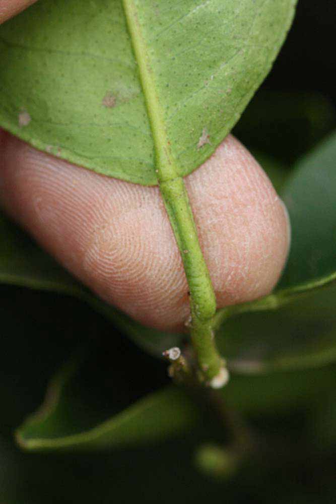              Petiole (Riverside, CA)       